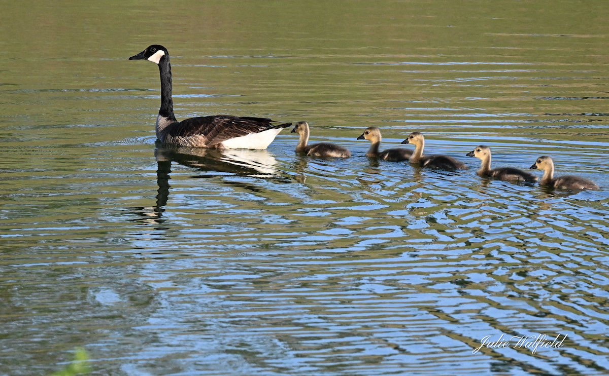 Canada goose celebrating Mother's Day in the Village of Chitty Chatty