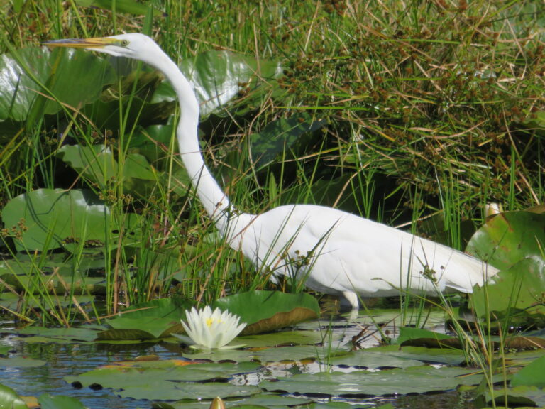 Great egret in pond in the Village of Pine Ridge