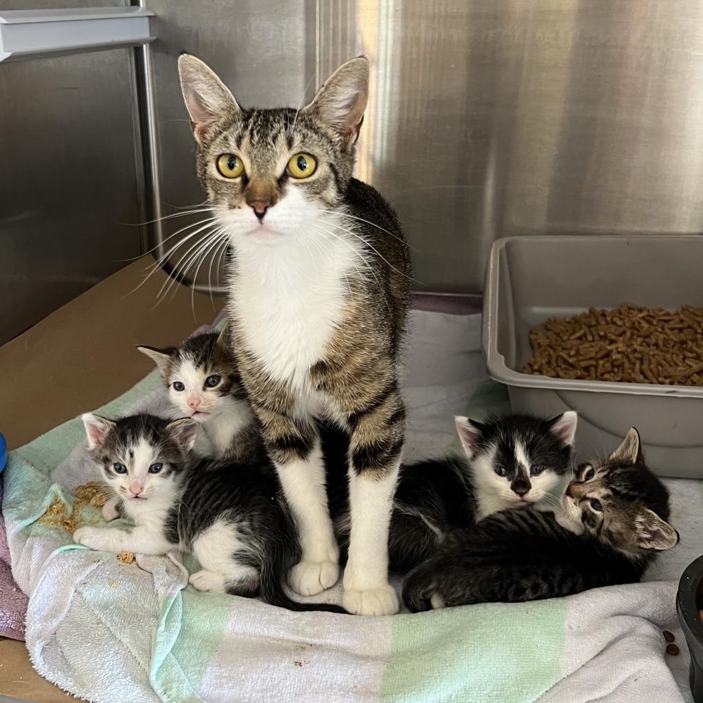 Mom and kittens