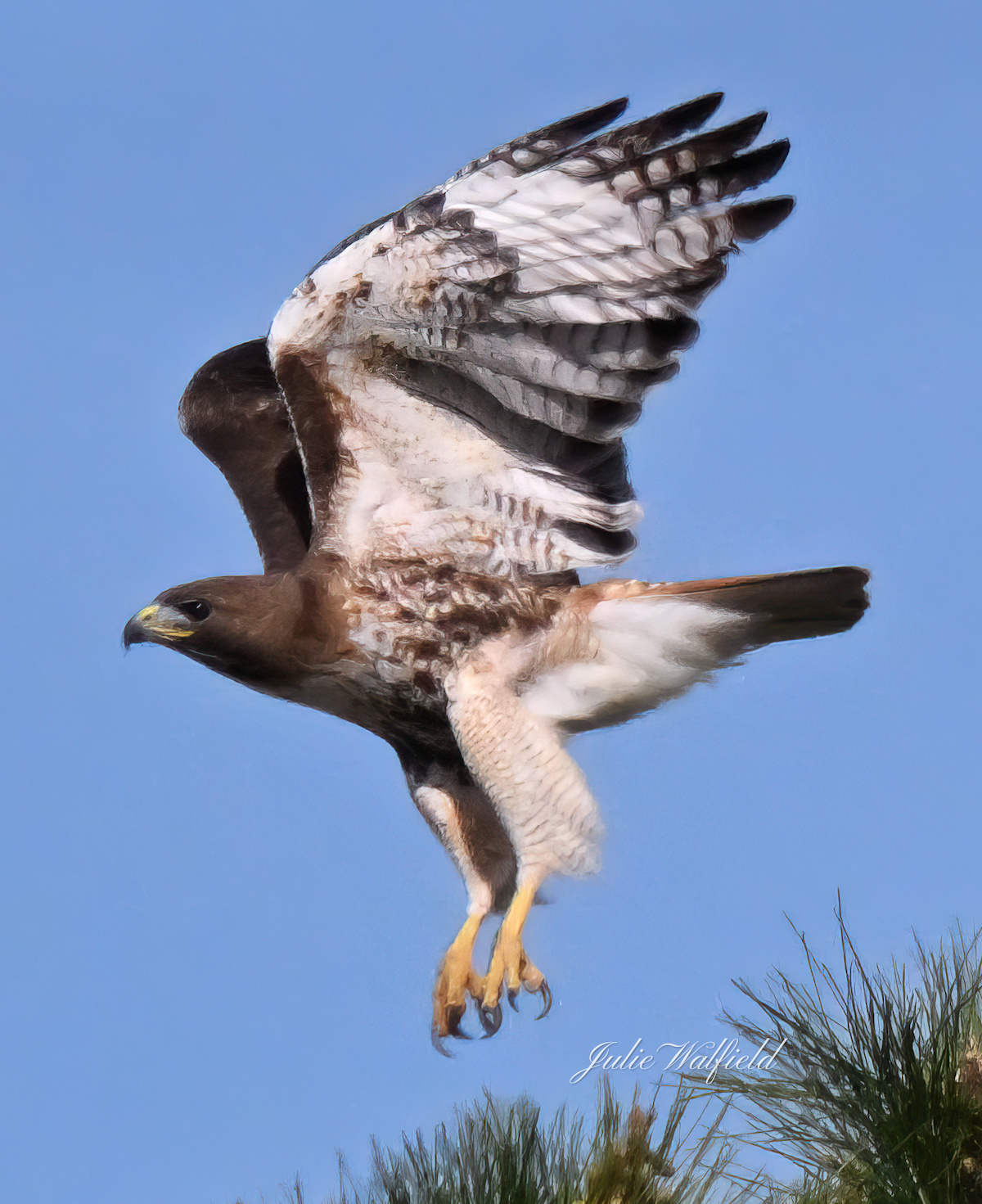 Red-Shouldered Hawk Landing Near Spanish Springs