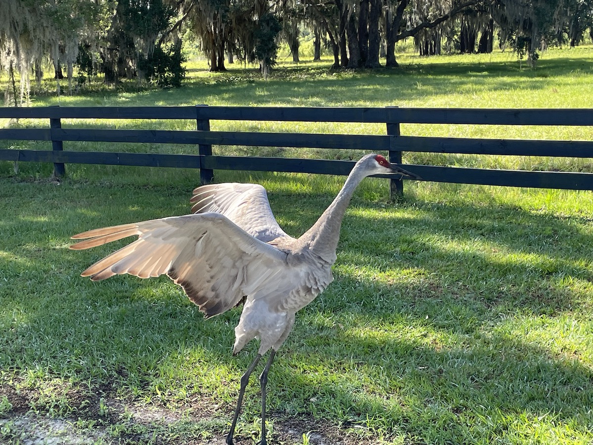 Sandhill Crane Having A Morning Stretch In The Villages