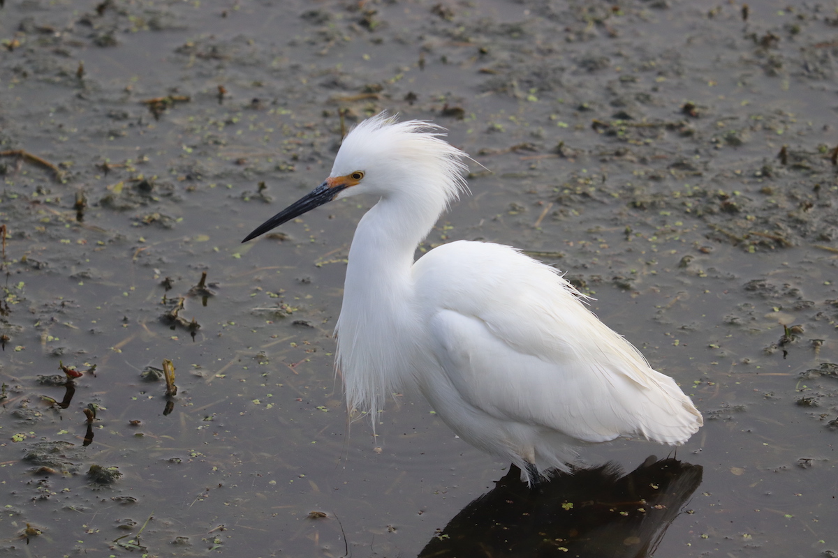 Snowy Egret At Belle Glade Golf Course In The Villages Snowy Egret At Belle Glade Golf Course In The Villages