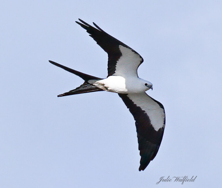 Swallow-Tailed Kite High In Sky Over Nancy Lopez Country Club