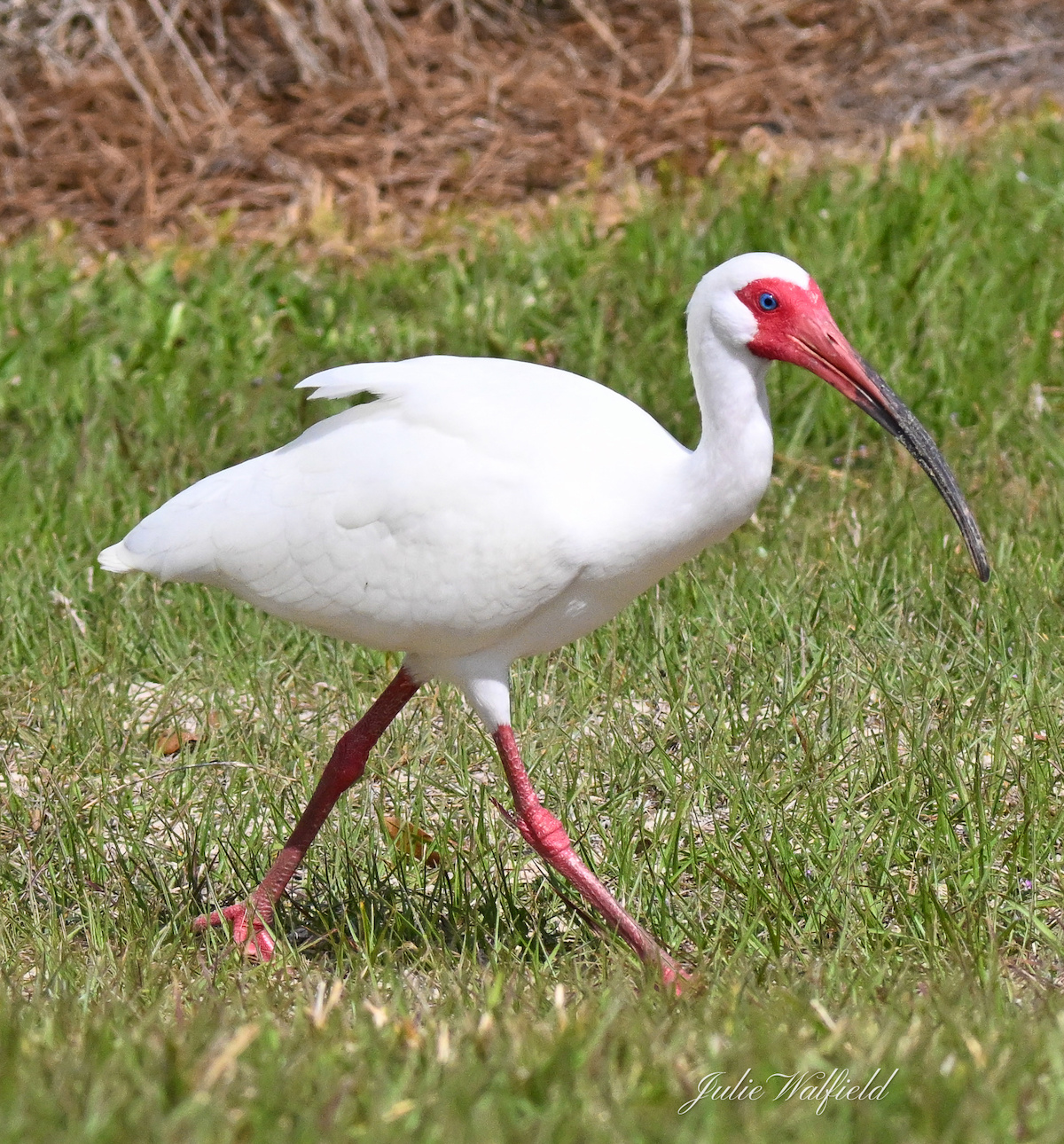 White ibis strutting along Hogeye Pathway