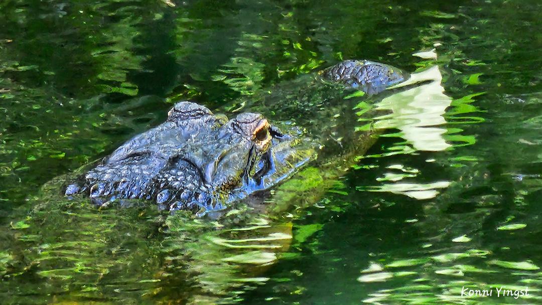Alligator basking in the sun at Fenney Nature Trail