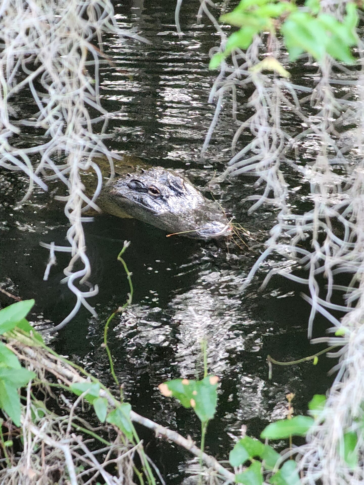 Alligator spotted on morning walk on Fenney Nature Trail