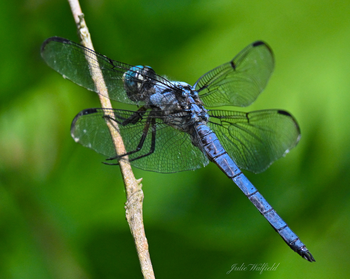 Great blue skimmer dragonfly resting at Fenney Nature Trail