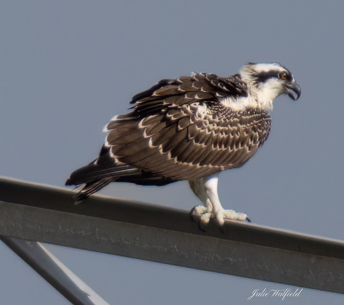 Osprey at Sharon Rose Wiechens Preserve