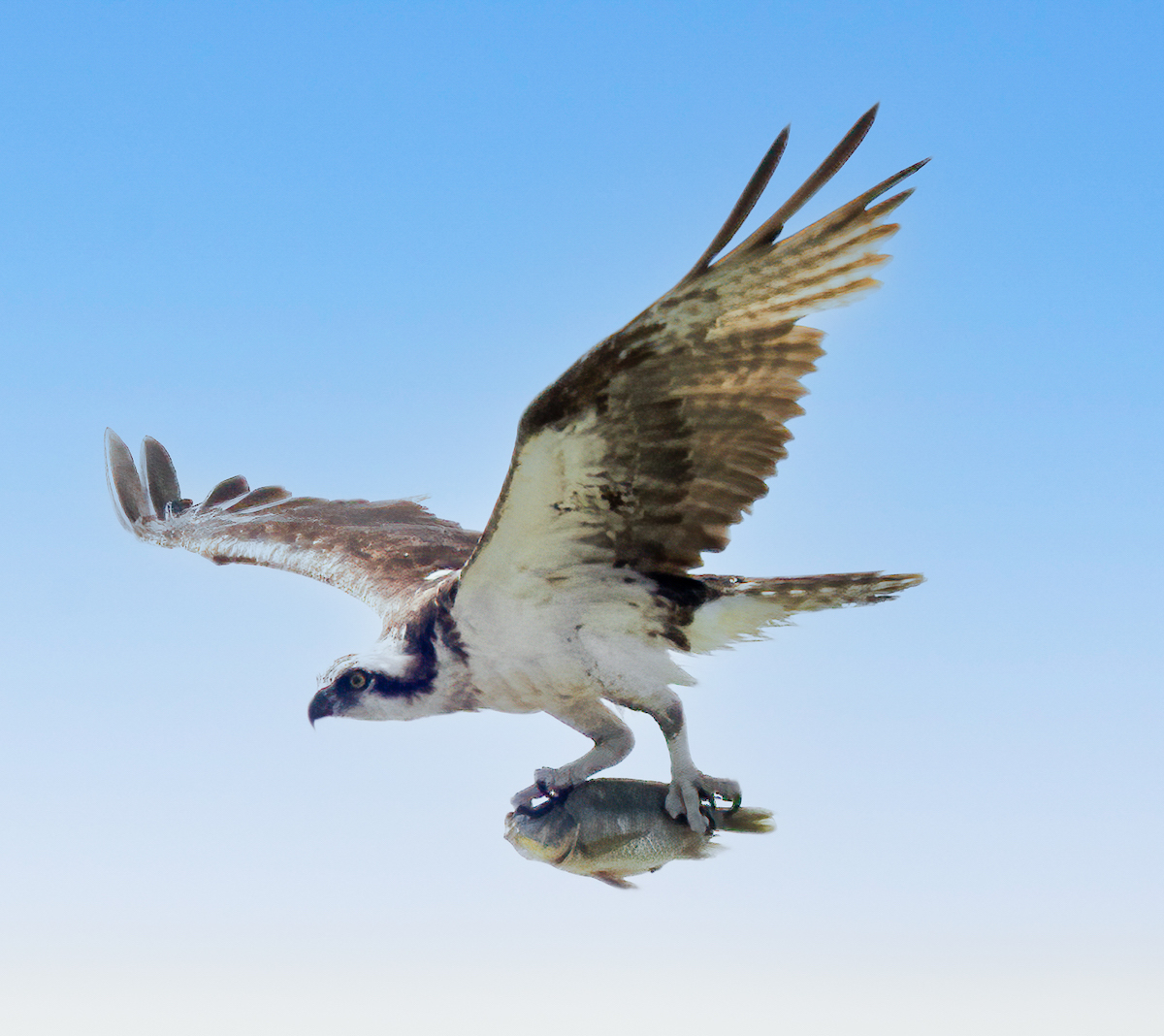 Osprey with catch of the day in The Villages