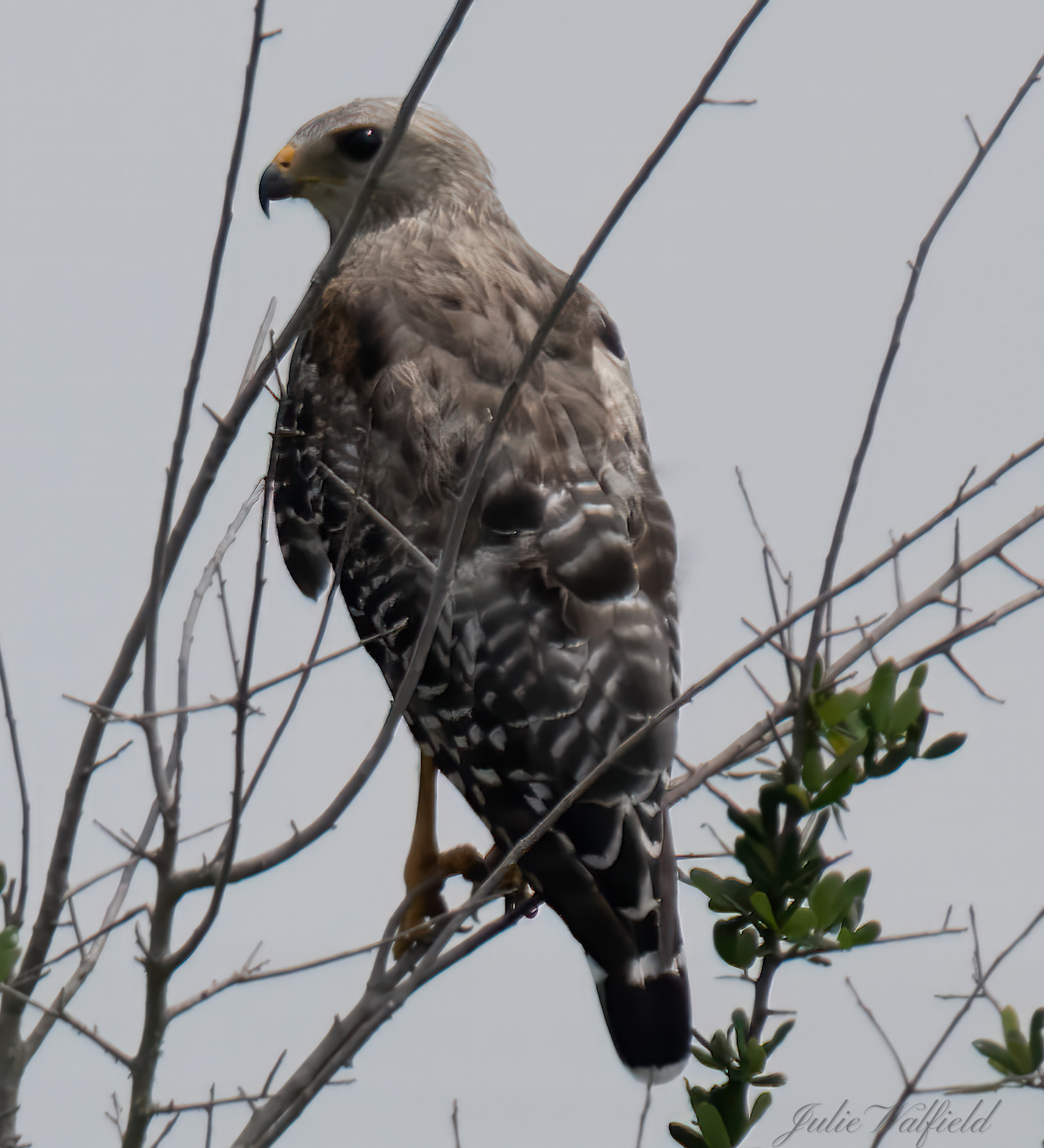 Red-shouldered hawk in the Village of Newell