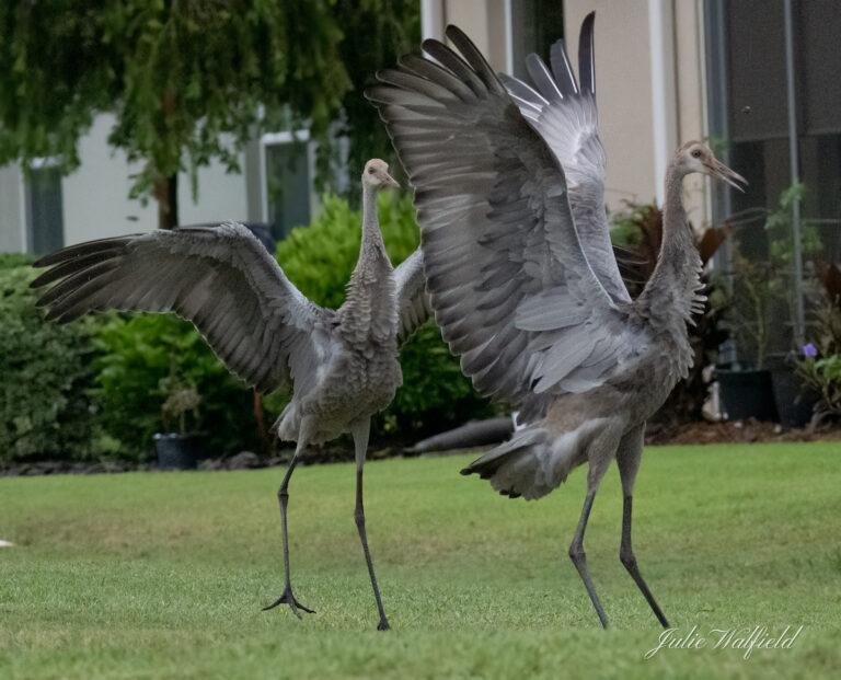 Sandhill cranes dancing on a beautiful morning in The Villages
