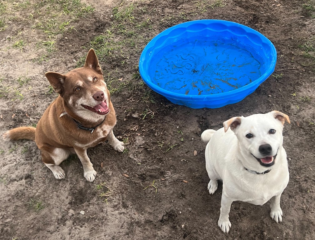 bear and blizzard