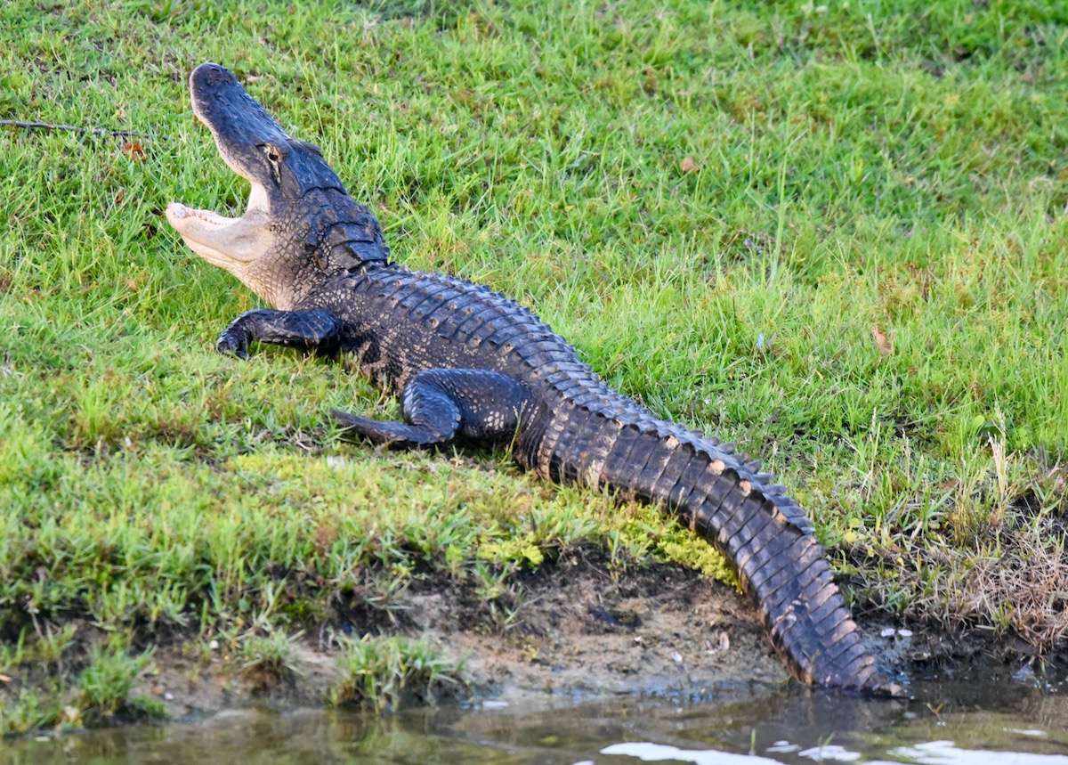 Alligator enjoying sun in the Village Of Collier