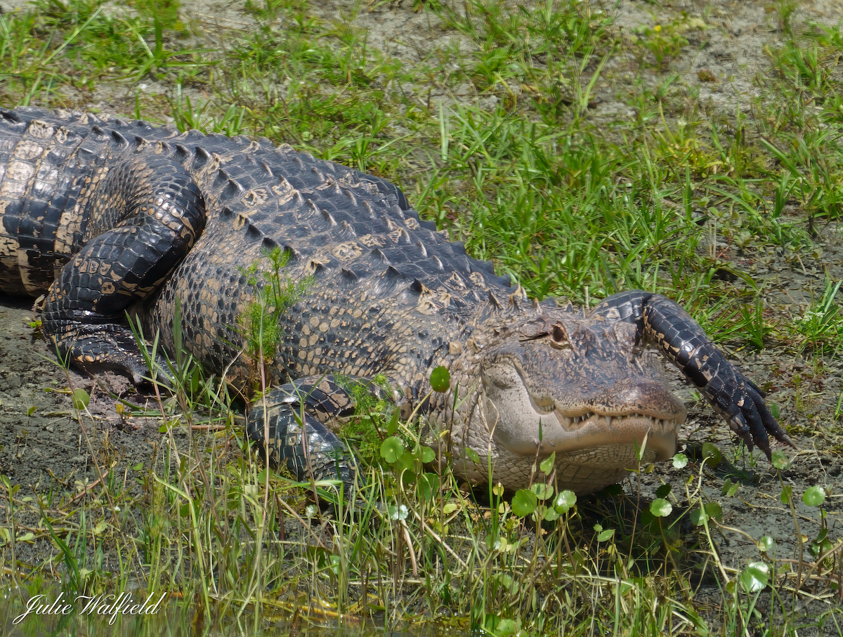Alligator headed to new pond in The Villages