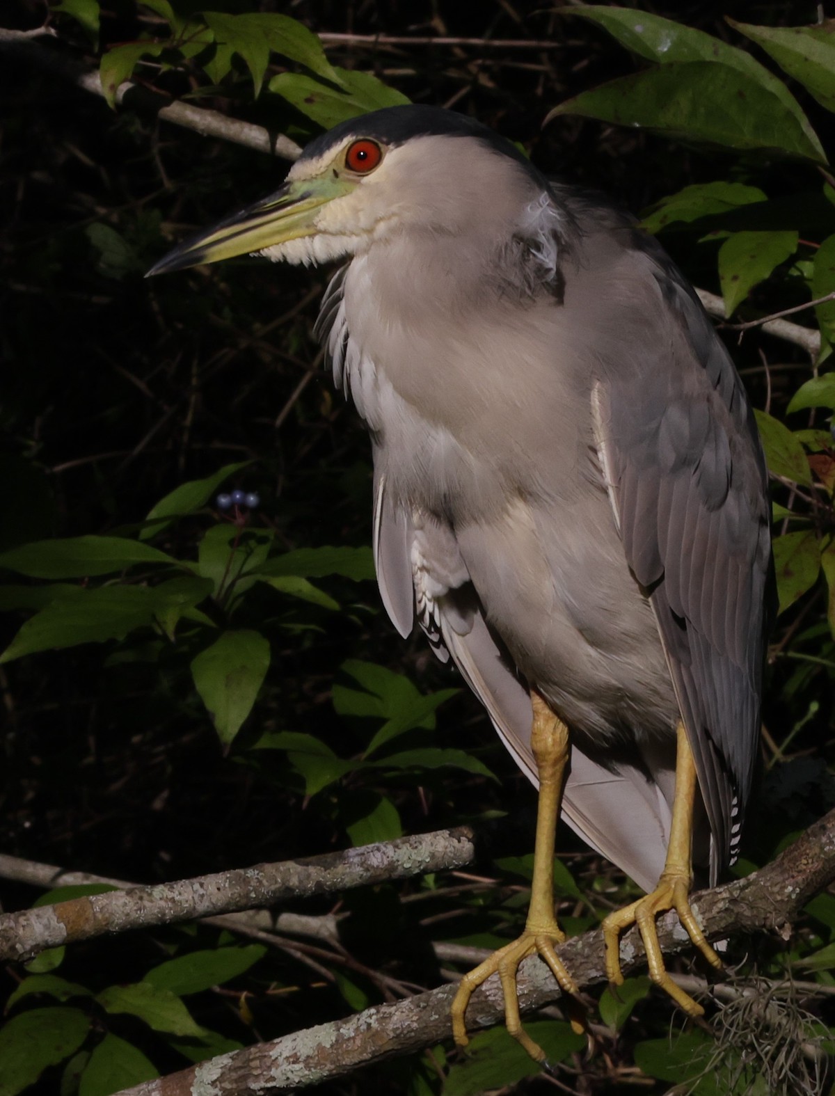 Black-crowned night heron enjoying daybreak at Fenney Nature Trail
