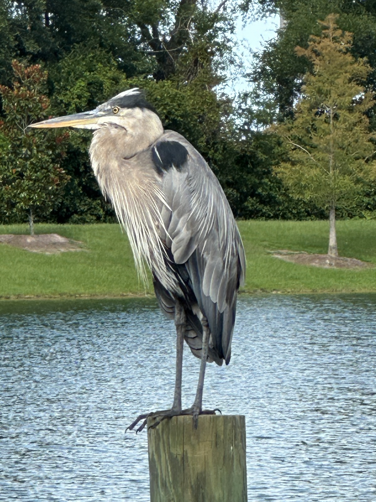 Great blue heron by the Everglades Recreation Complex