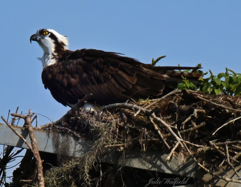Osprey building nest in The Villages