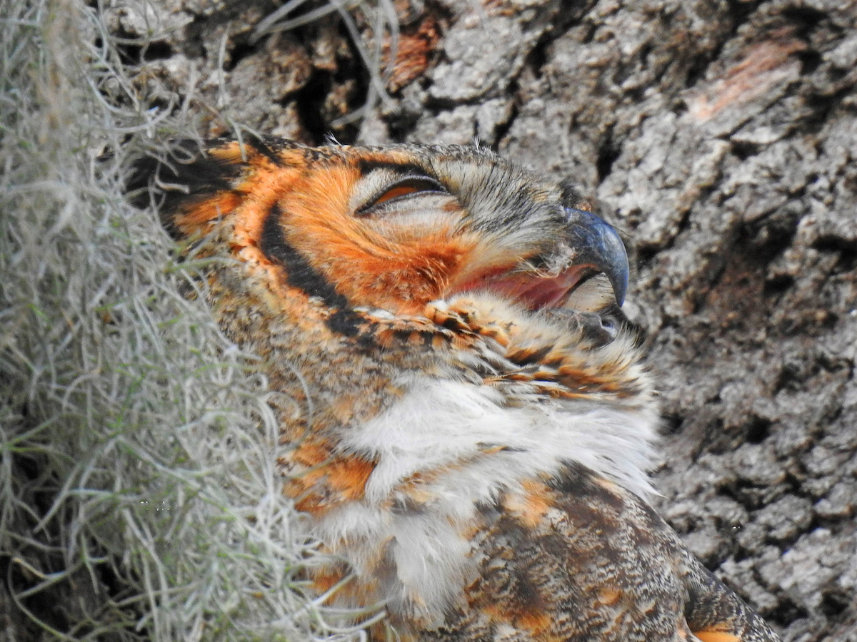 Sleeping great horned owl in The Villages