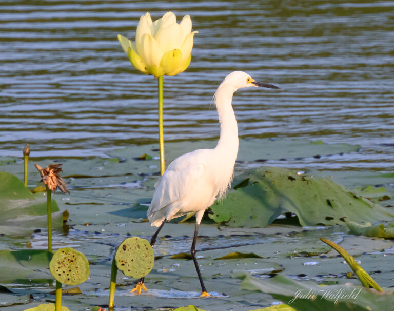 Snowy egret looking for snack at Nancy Lopez Country Club