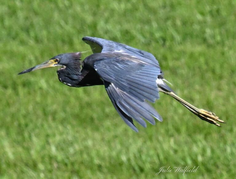 Tricolored heron flying effortlessly in the Village of Newell