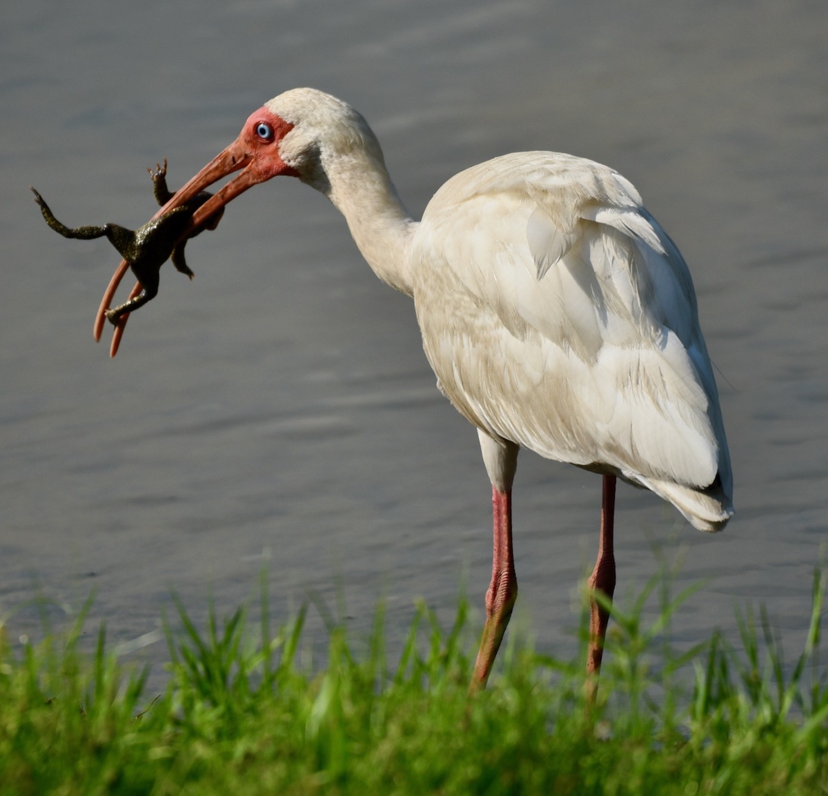 White ibis snacking on frog in the Village of Collier