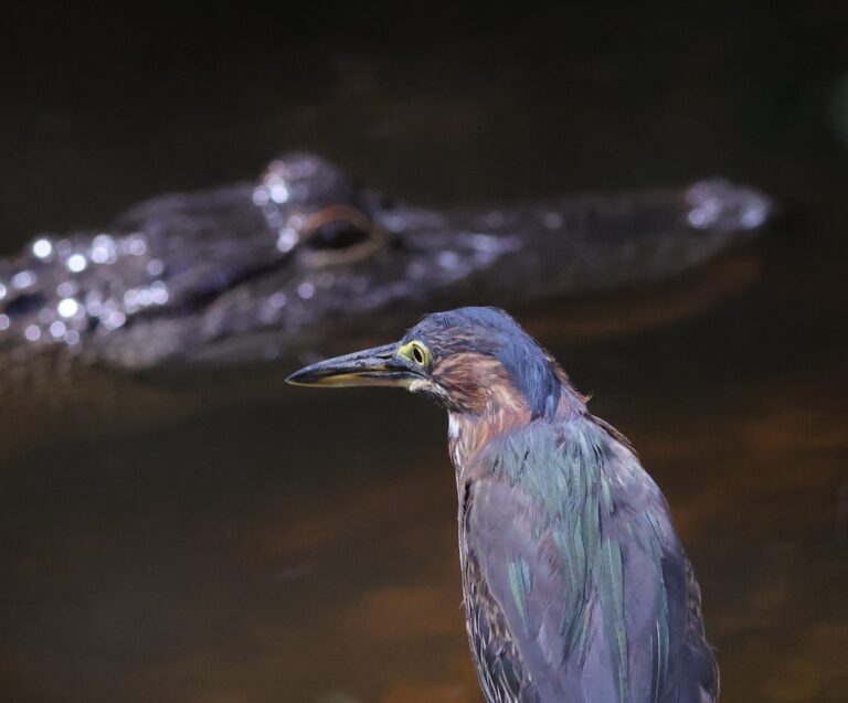 Alligator and green heron in stare down at Fenney Nature Trail