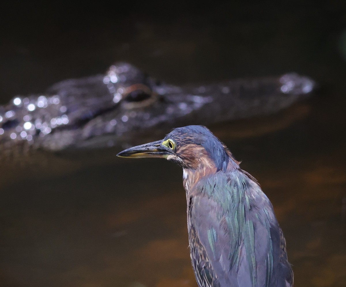 Alligator and green heron in stare down at Fenney Nature Trail