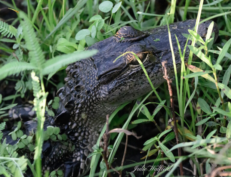 Alligator hiding at the Sharon Rose Wiechens Preserve