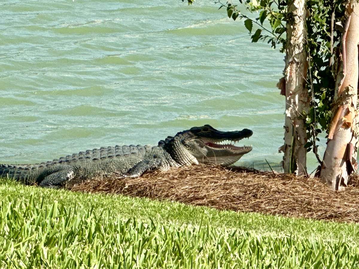 Alligator relaxing by water in the Village of Linden