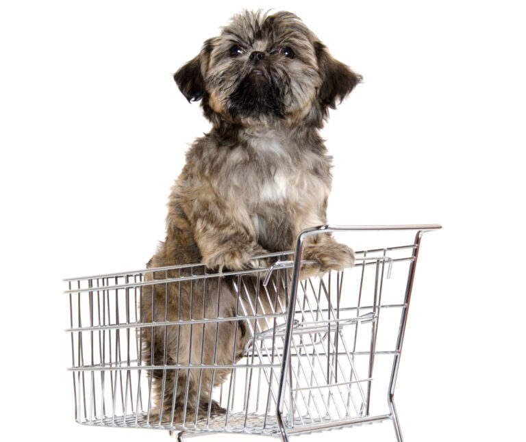 shih tzu puppy in shopping card