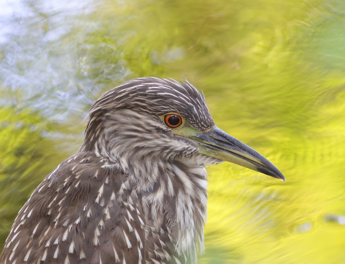 Juvenile black-crowned night heron at Fenney Nature Trail
