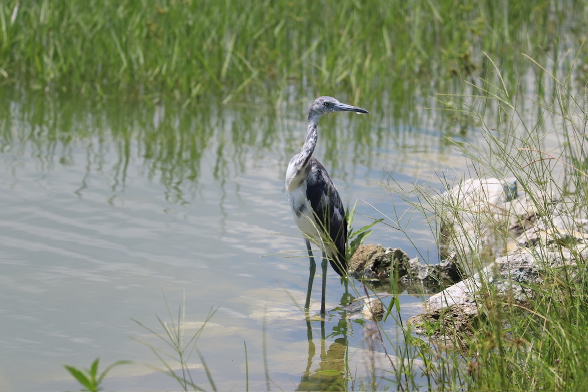 Little blue heron at Southern Oaks Golf Club