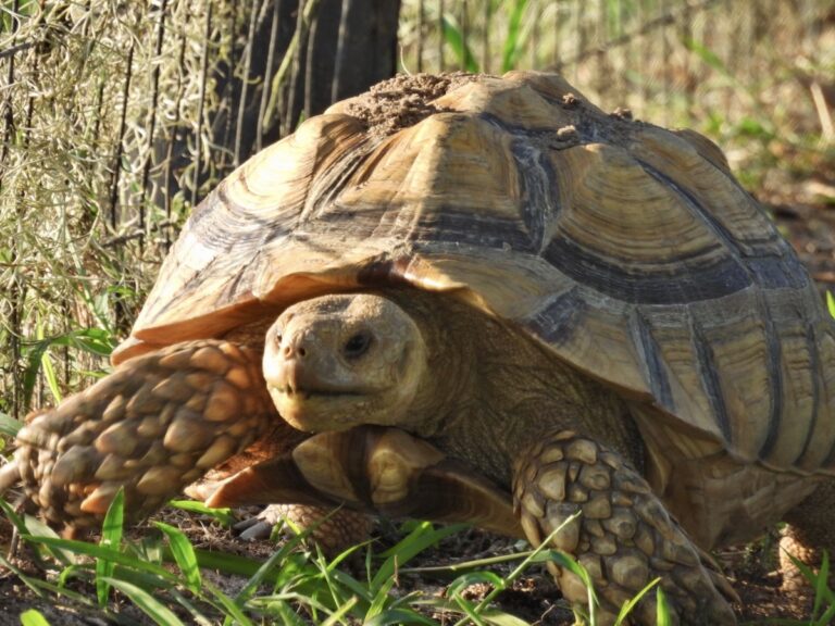 Tortoise walking along fence at Sharon Rose Wiechens Preserve