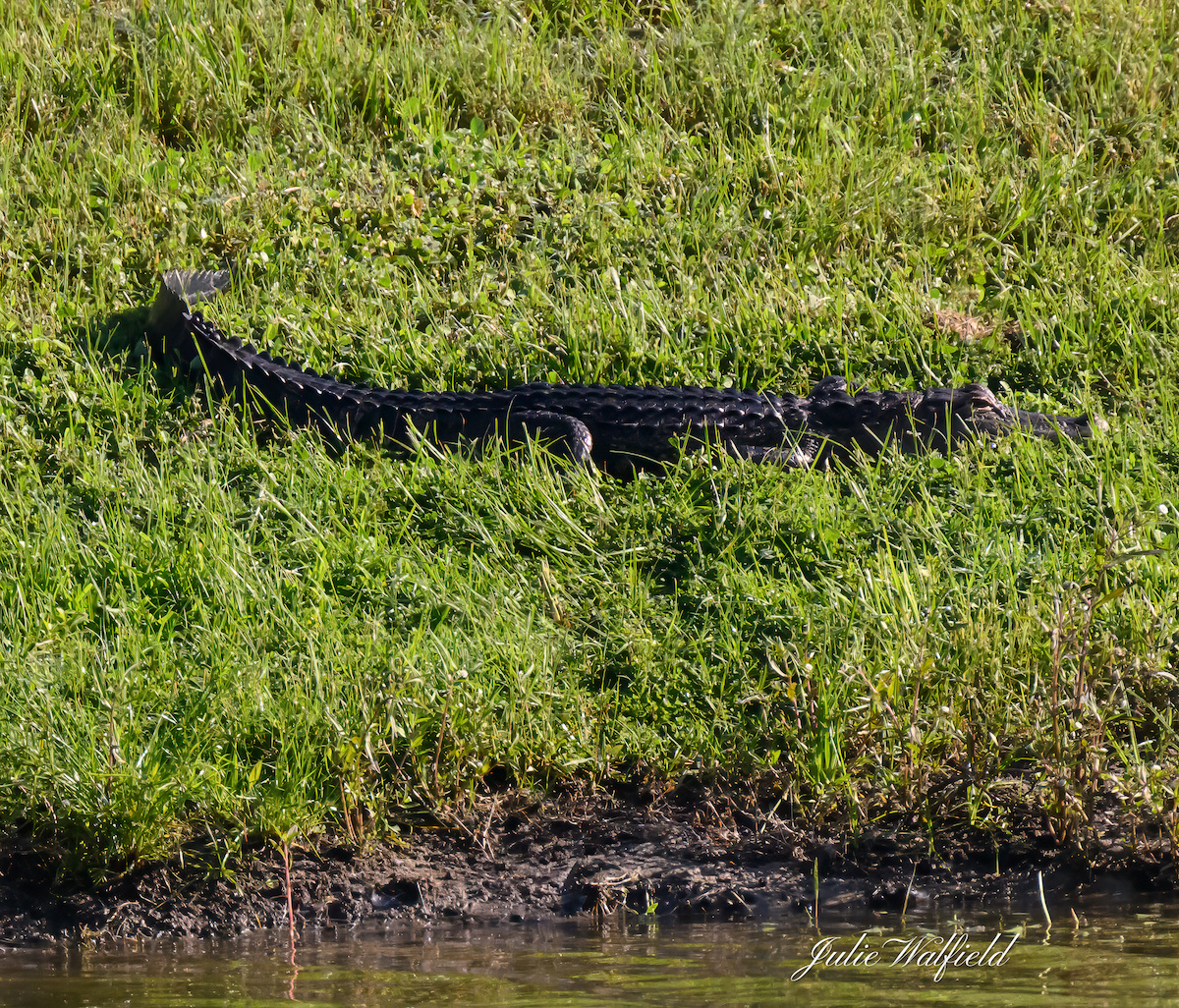 Alligator lurking in the grass in The Villages
