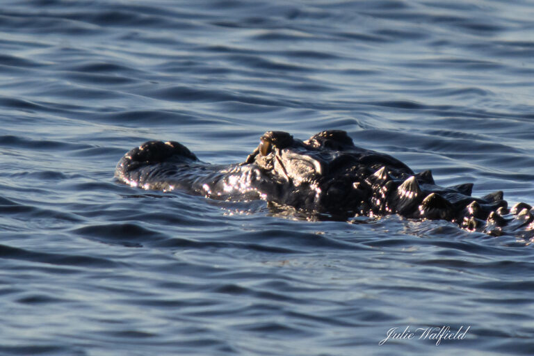 Alligator swimming in lake at Sharon Rose Wiechens Preserve