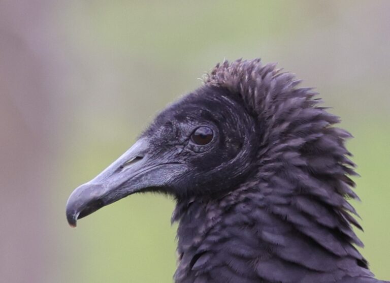 Black vulture behind Lake Deaton Plaza in The Villages