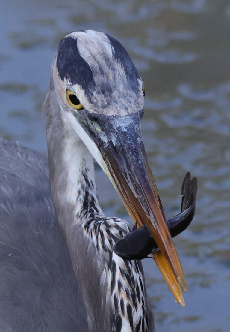 Great blue heron catches breakfast at Fenney Nature Trail