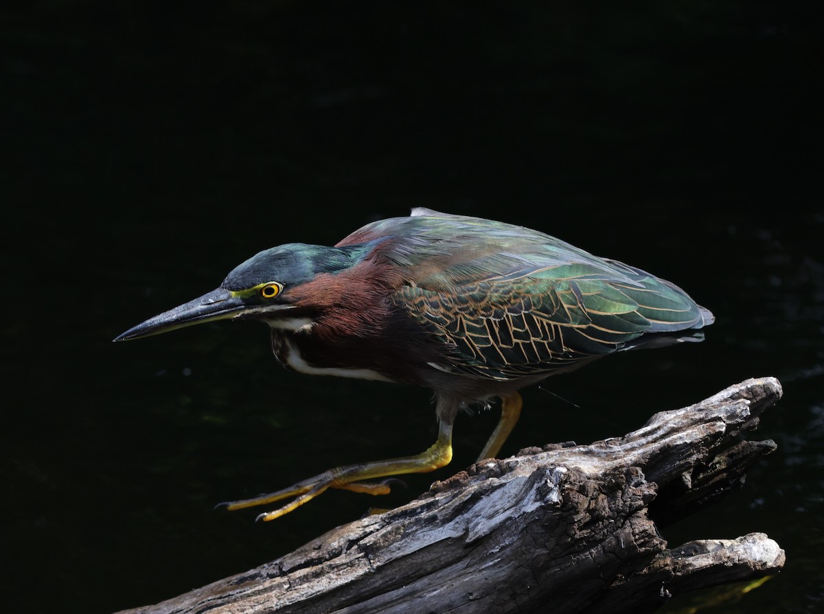 Green heron in the early morning at Fenney Nature Trail