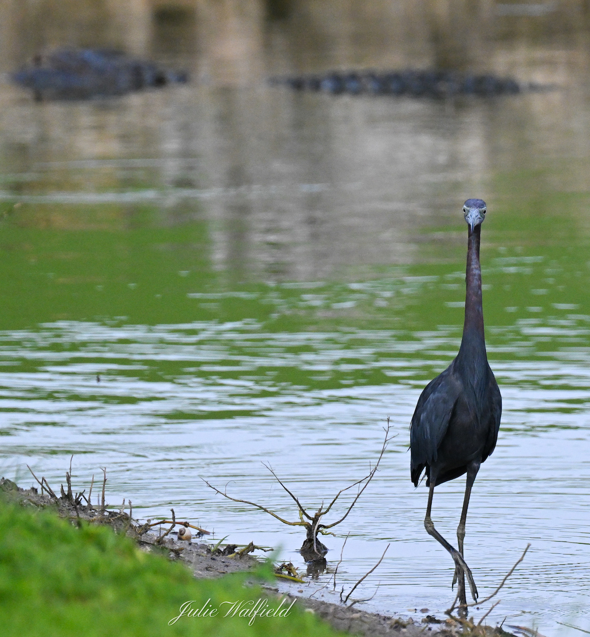 Little blue heron walking in front of alligator in The Villages