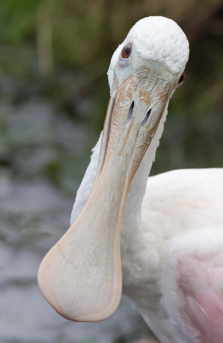 Roseate spoonbill posing for the camera behind Lake Deaton Plaza