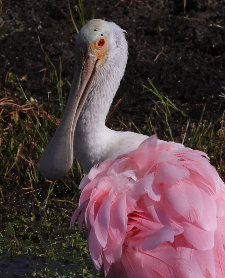 Roseate spoonbill preening behind Lake Deaton Plaza in The Villages