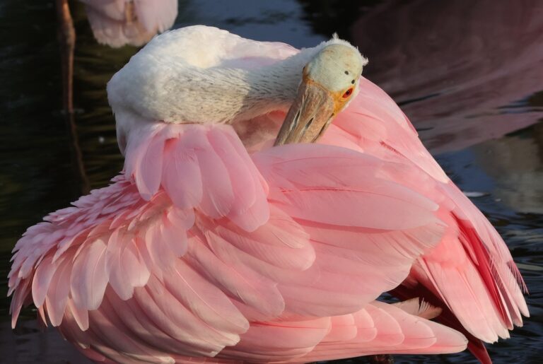 Roseate spoonbill preparing for visitors behind Lake Deaton Plaza in The Villages