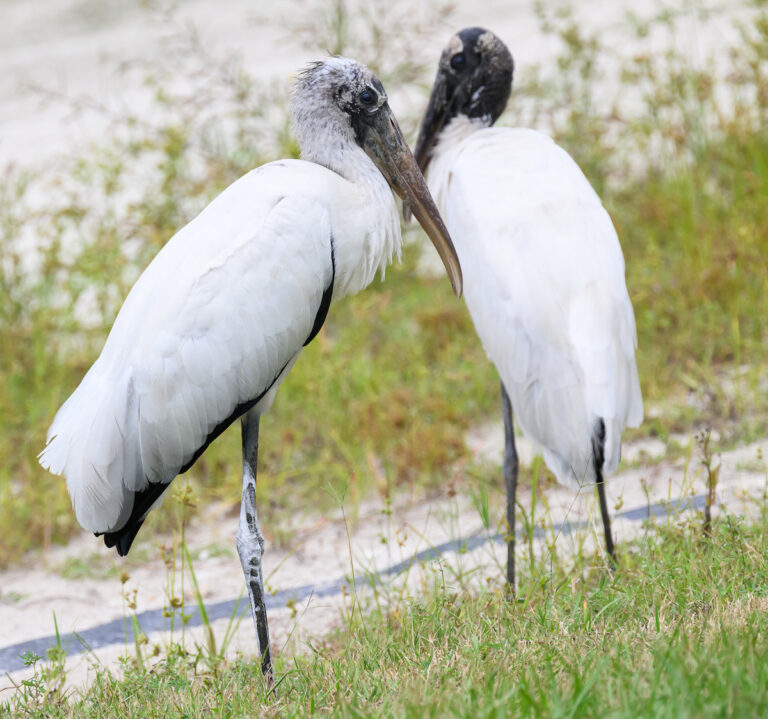 Wood stork love in The Villages
