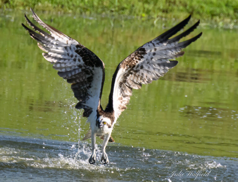 Young osprey swooping down in the Village of Charlotte