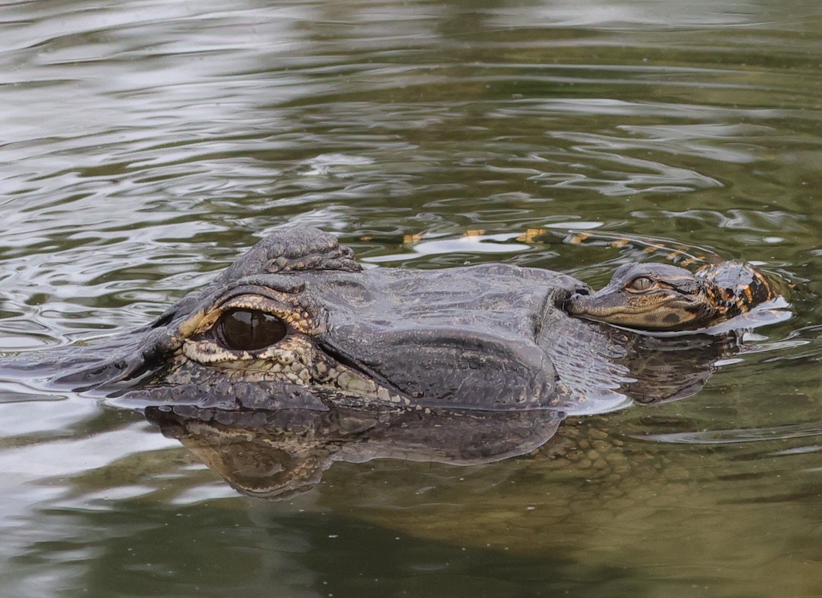 Baby alligator swimming in water at Fenney Nature Trail