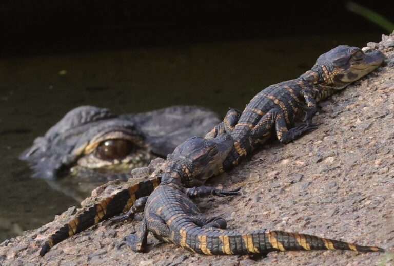 Baby alligators under mom's watchful eye at Fenney Nature Trail