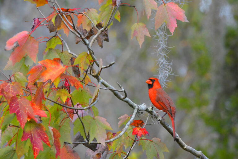 Cardinal welcomes fall to The Villages