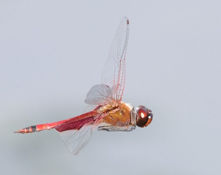 Carolina saddlebags dragonfly in flight across Fenney Nature Trail