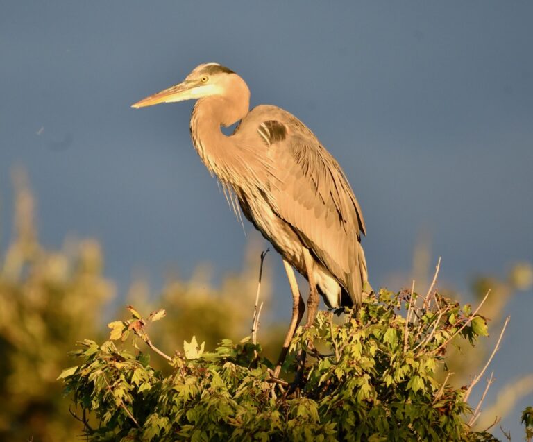 Great blue heron enjoying sunset in the Village of Collier