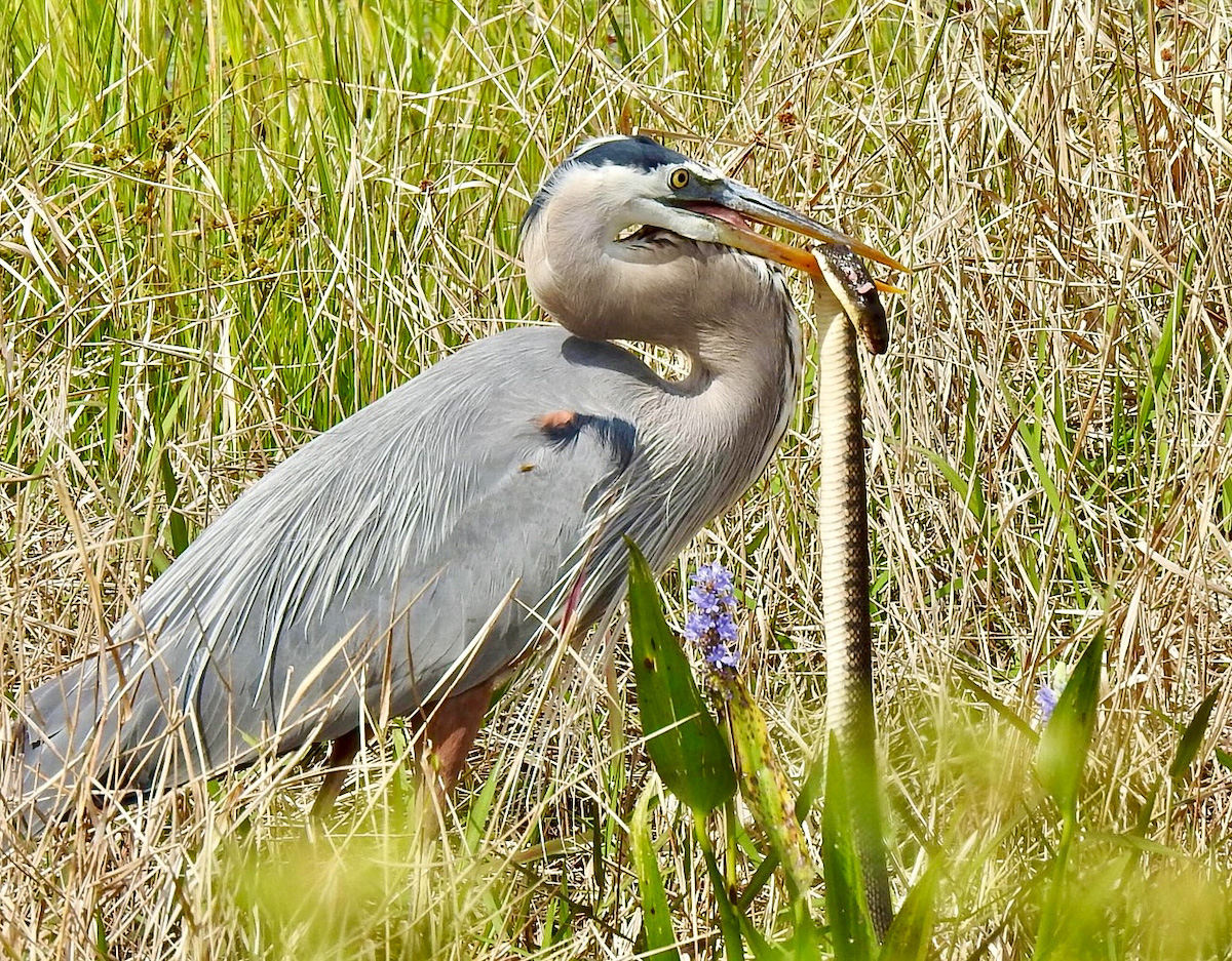 Great blue heron on snake patrol in The Villages